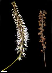 Veronica phormiiphila. Inflorescence (left) and infructescence (right). Scale = 10 mm.
 Image: M.J. Bayly & A.V. Kellow © Te Papa CC-BY-NC 3.0 NZ
